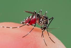 11 простых способов профилактики лихорадки денге