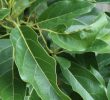 6 побочных эффектов листьев авокадо, которые вам обязательно надо знать