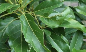 avocado leaves