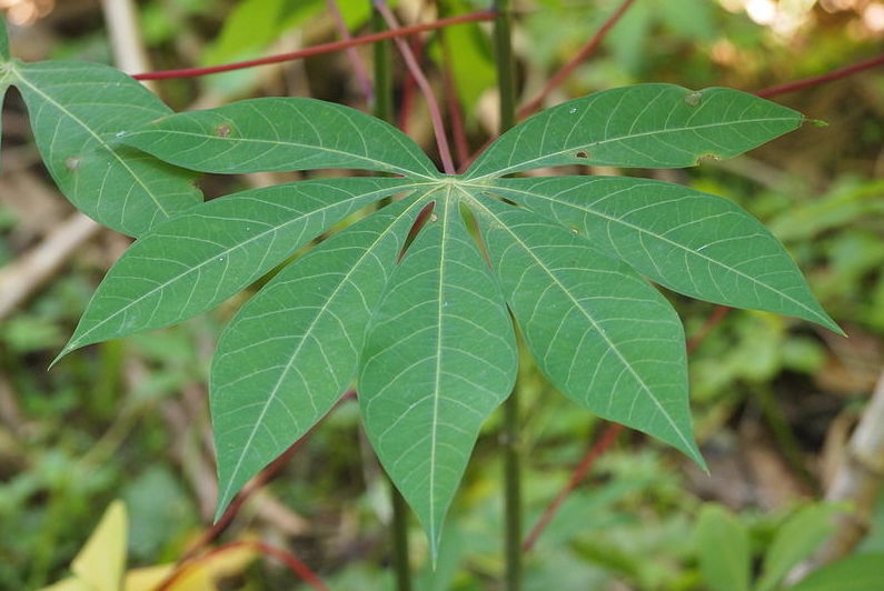 7 побочных эффектов листьев кассавы для здоровья – важно знать