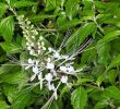 8 побочных эффектов листьев ортосифона тычиночного для здоровья