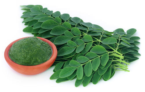 Как использовать листья Моринга для здоровья – рецепт и рекомендации