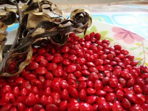 red seed of sandalwood