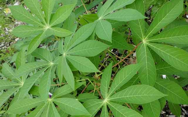 10 опасностей листьев кассавы для здоровья #Важно Знать!