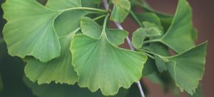 ginkgo biloba