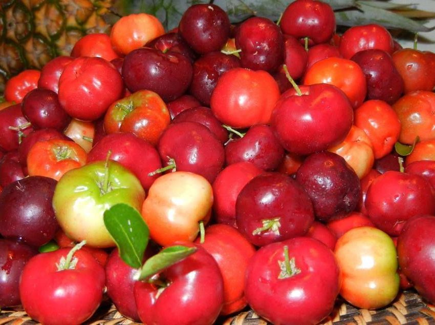 5 побочных эффектов ямайской вишни для здоровья (мунтингии)