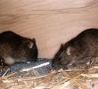 5 неожиданно опасных болезней вызываемых мышами и крысами.