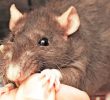 Побочные эффекты укуса крысы которые необходимо учитывать