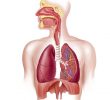11 шокирующих фактов о дыхательной системе