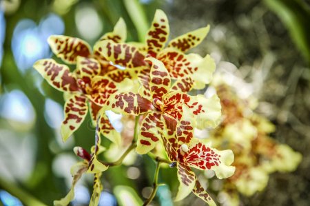 Орхидея сахарного тростника: характеристика и польза для здоровья